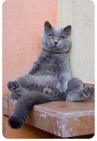 러시안블루-고양이