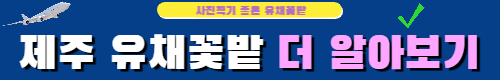 제주도 유채꽃 장소