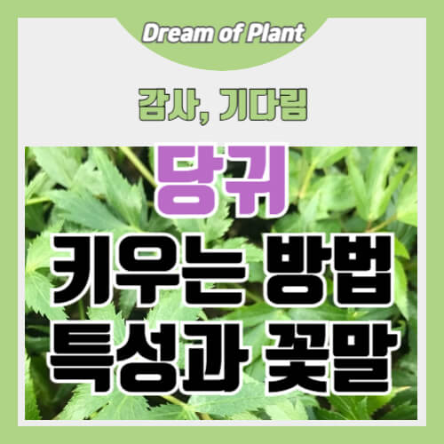 당귀 키우는 방법 썸네일 이미지