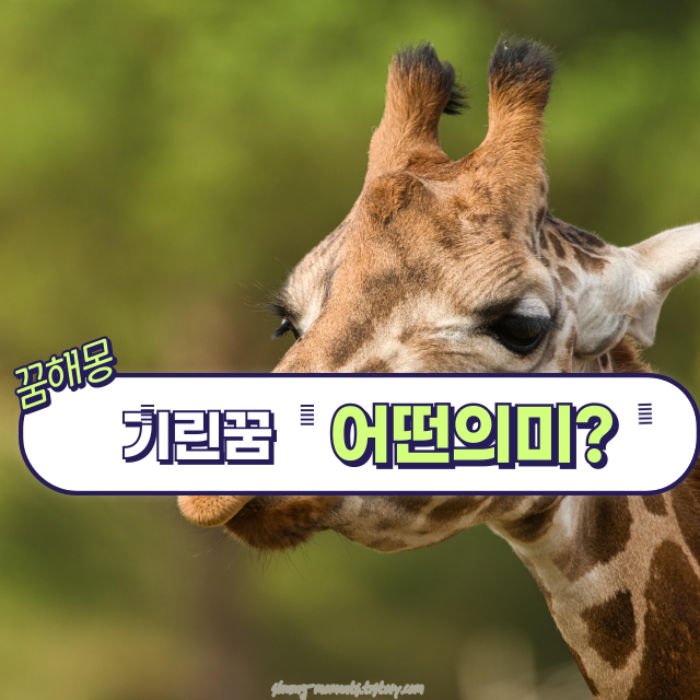 🌸봄날 기린 꿈 해몽 20가지 – 우아한 행운이 다가오는 신호✨/ 기린을 타는 꿈. 기린이 달리는 꿈. 기린에게 먹이 주는 꿈.