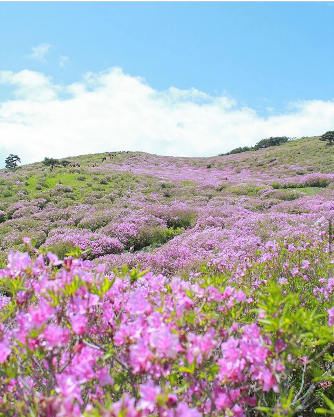 황매산 철쭉축제 기간