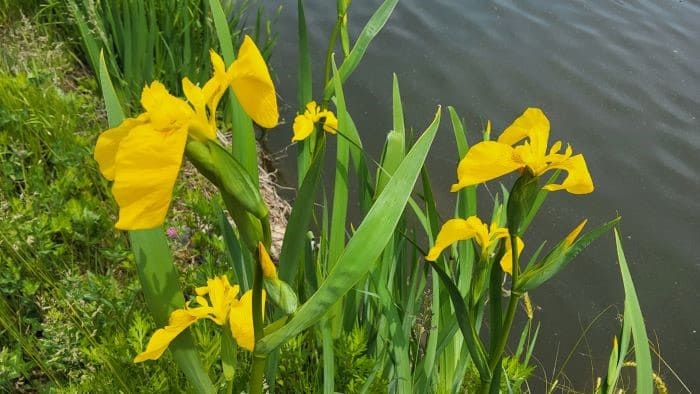 노랑꽃창포-효능-꽃-피는시기-개화시기-꽃말