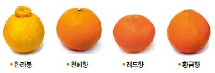 한라봉 레드향 천혜향 황금향 - 효능, 칼로리, 구분법, 보관방법