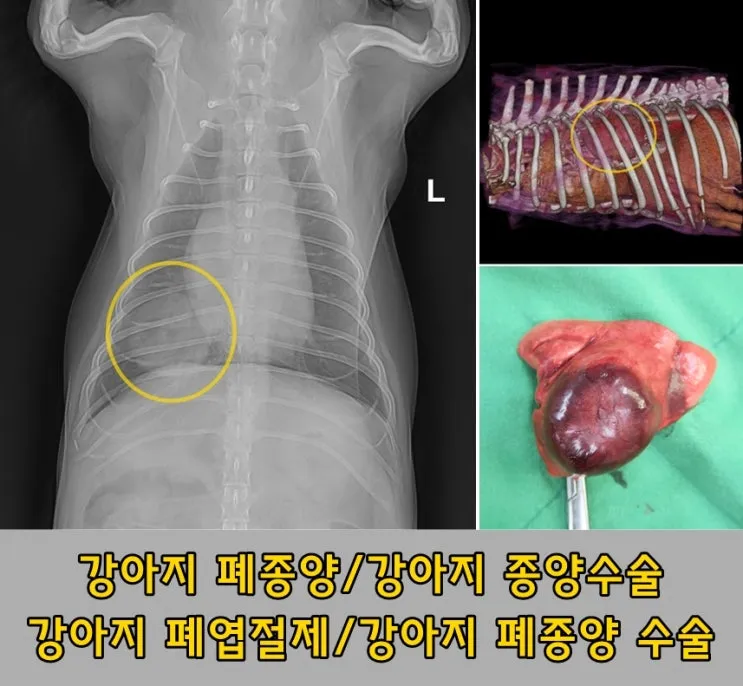 강아지 몸에 혹 악성종양 구분 세포검사 후기 사례집_4