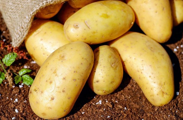 [냉동보관 가능한 채소] 옥수수, 가지, 전복, 감자, 애호박 냉장보관방법, 냉동보관법