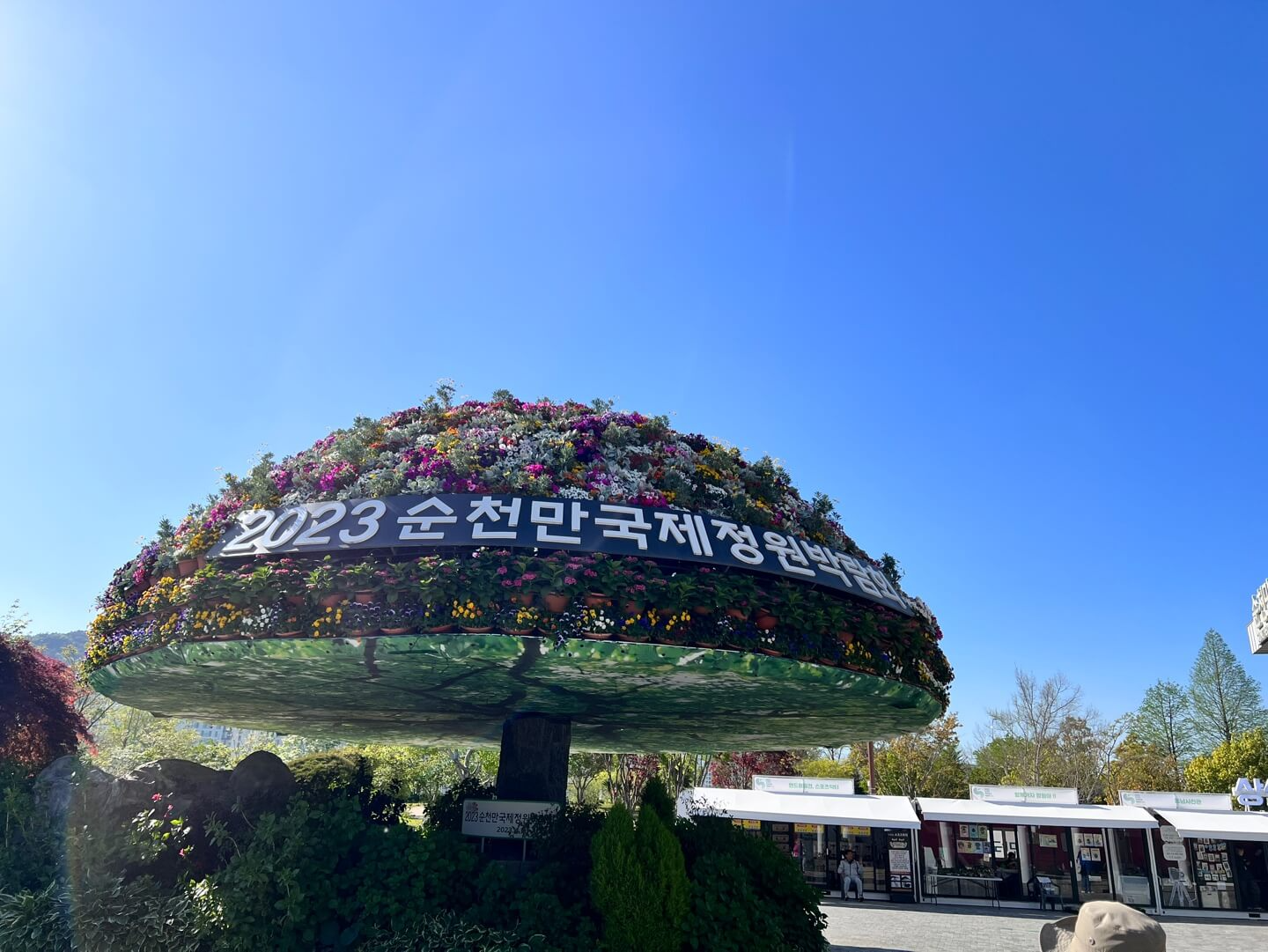 순천만 시그니처 나무