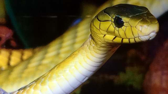 왕뱀(Ball Python)은 초보자에게 적합할까?