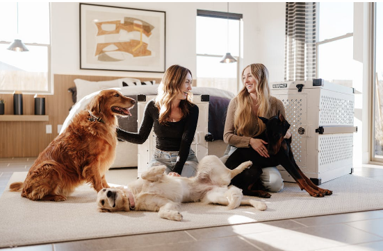 애견카페 관련 사진