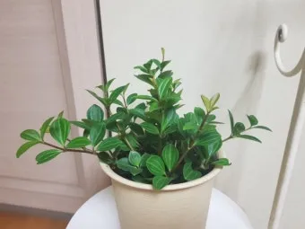 페페로미아 키우기 물주기 분갈이 빛관리 작고 예쁜 실내식물_12