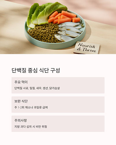 단백질 중심 식단이 필요합니다