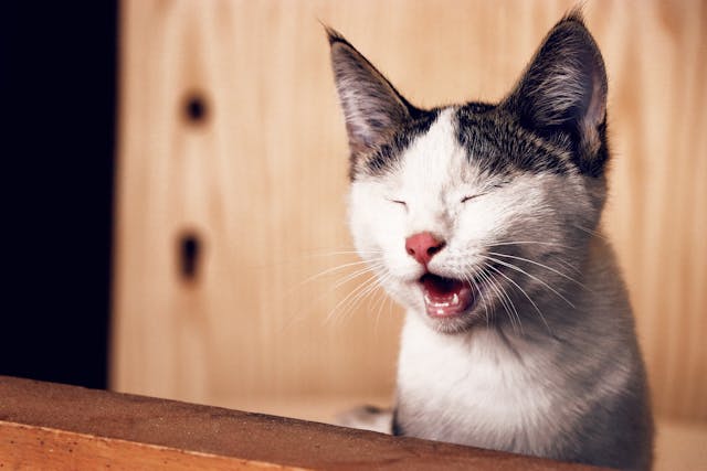 고양이-꿈-해몽-정리