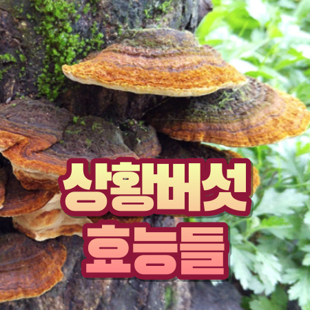 상황버섯 효능