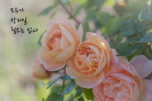 '모두가 장미일 필요는 없다' 시제목 들어간 이미지