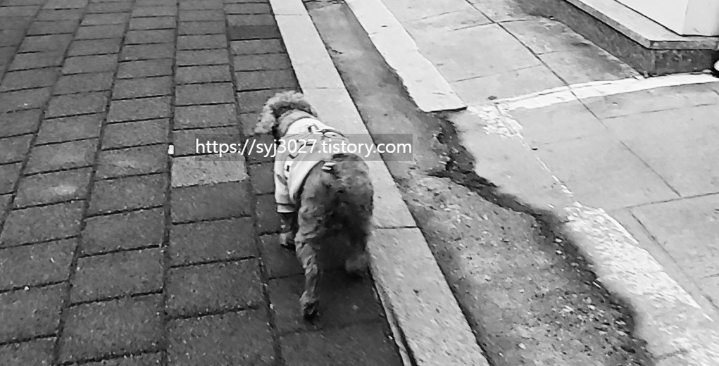 Alt 속성 문제 해결 설명 이미지