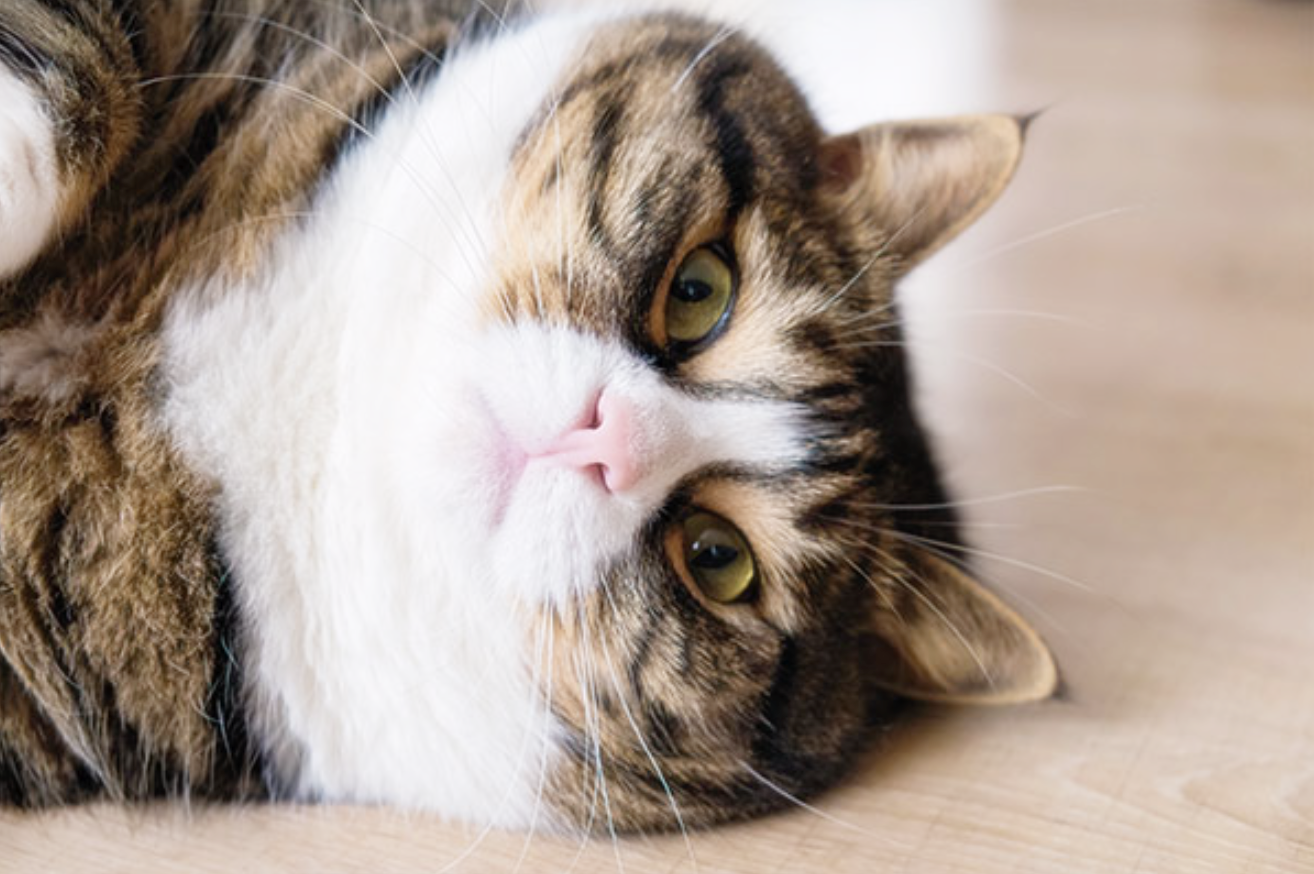 고양이 비만과 칼로리 조절 방법