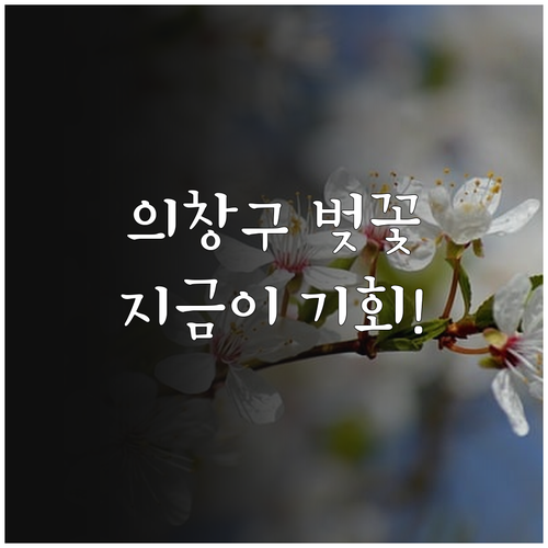 창원 의창구 벚꽃 구경하기 좋은 곳과..