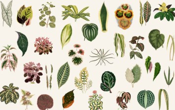 학교 과제로 활용할 수 있는 식물도감 제작법