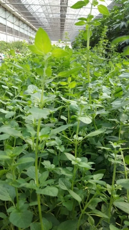 오레가노 재배 삽목 번식 통풍 관리 잎 수확_4