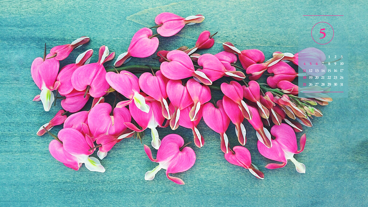 04 금낭화 꽃더미 A - 2025년5월 노트북배경화면