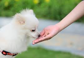 간식을 받아먹는 강아지모습