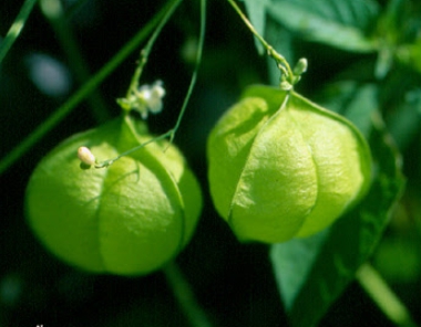 가을에 피는 꽃 풍선덩굴