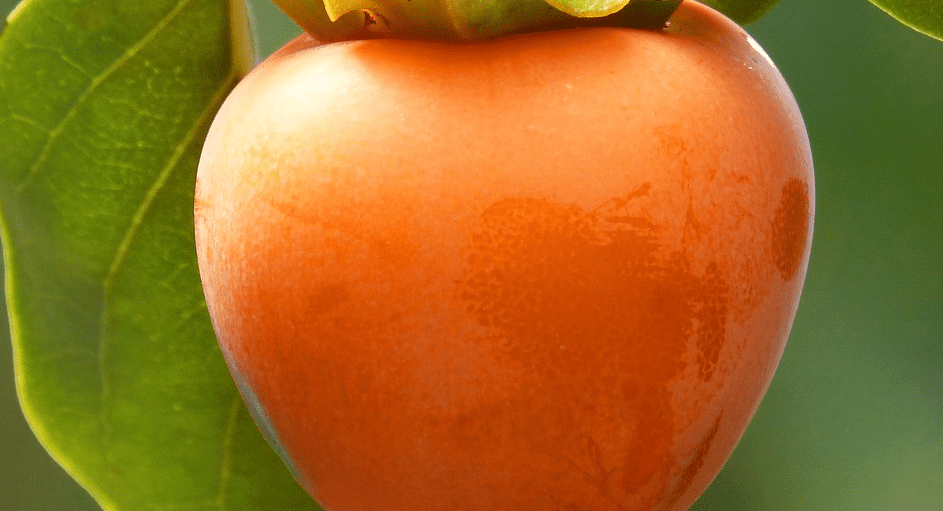 감 효능에 관련된 감 사진 - 7