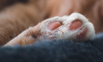 고양이 꿈해몽 풀이 (상황별, 색깔별 해석)