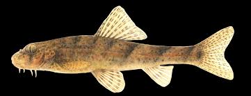 멸종위기Ⅱ급-꾸구리 출처:환경부