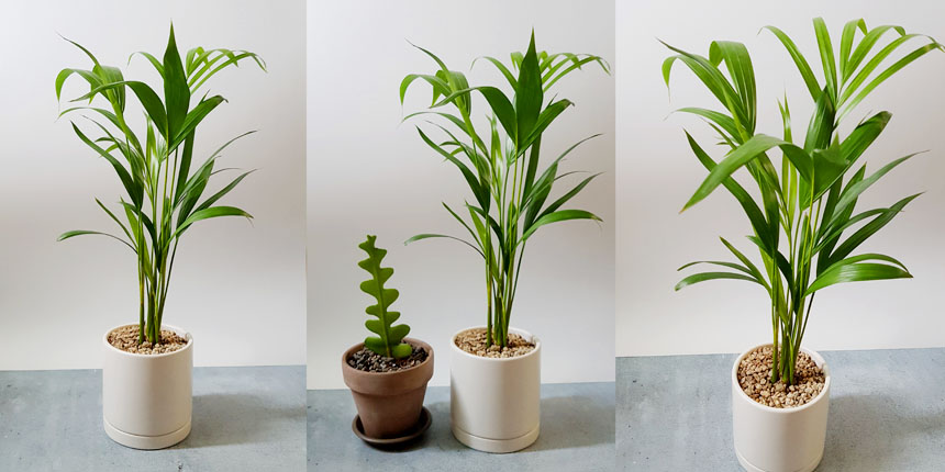 실내공기정화식물-아레카야자