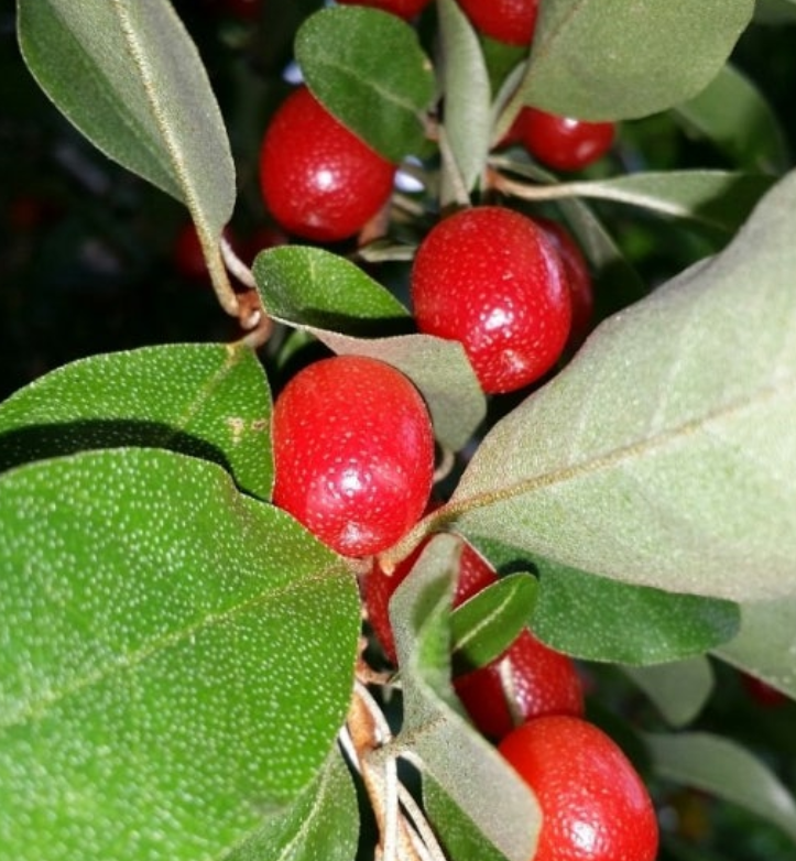 보리수-열매-효능-부작용-하루-섭취량-관련-사진