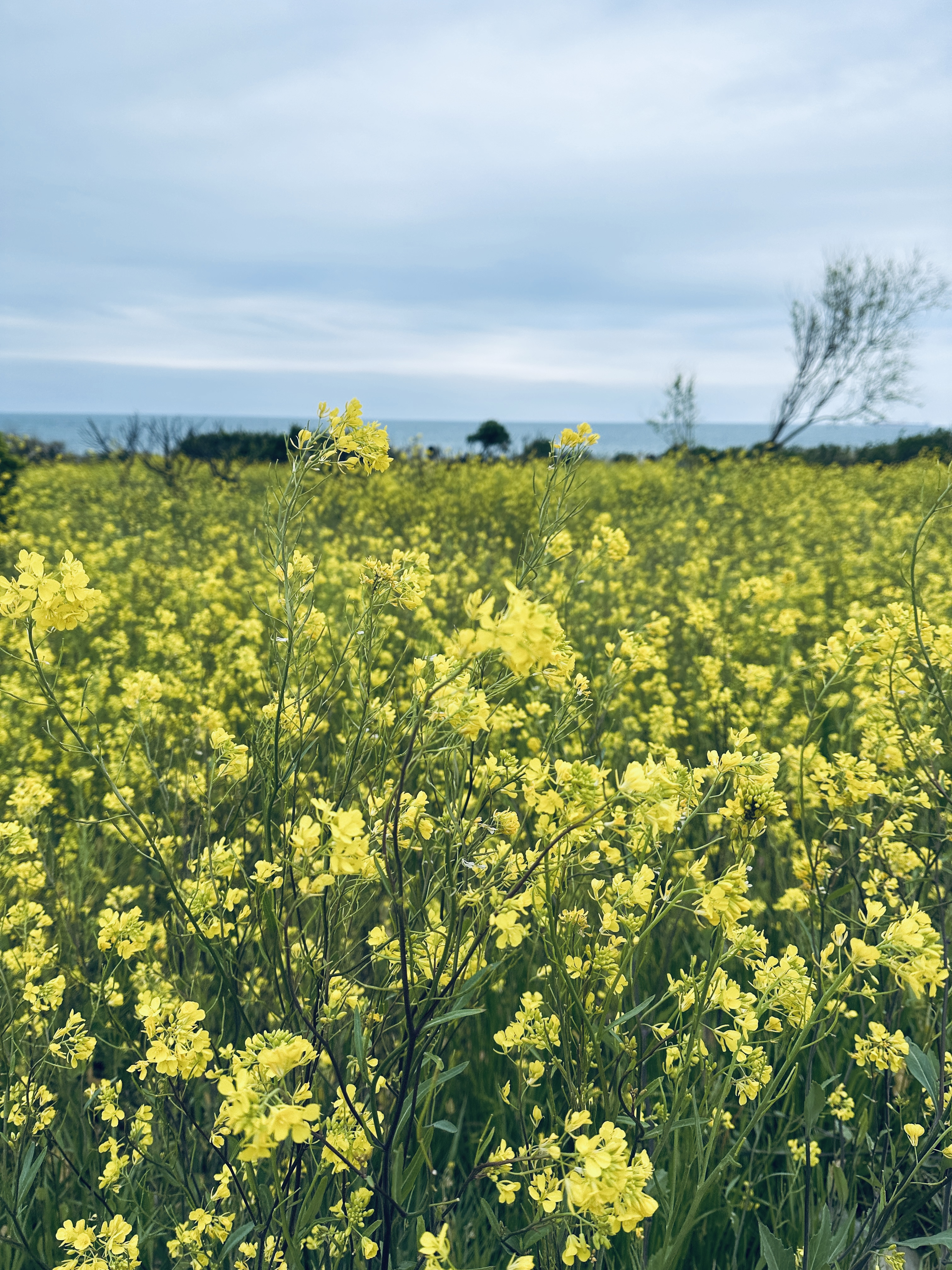 슬도 유채꽃 사진