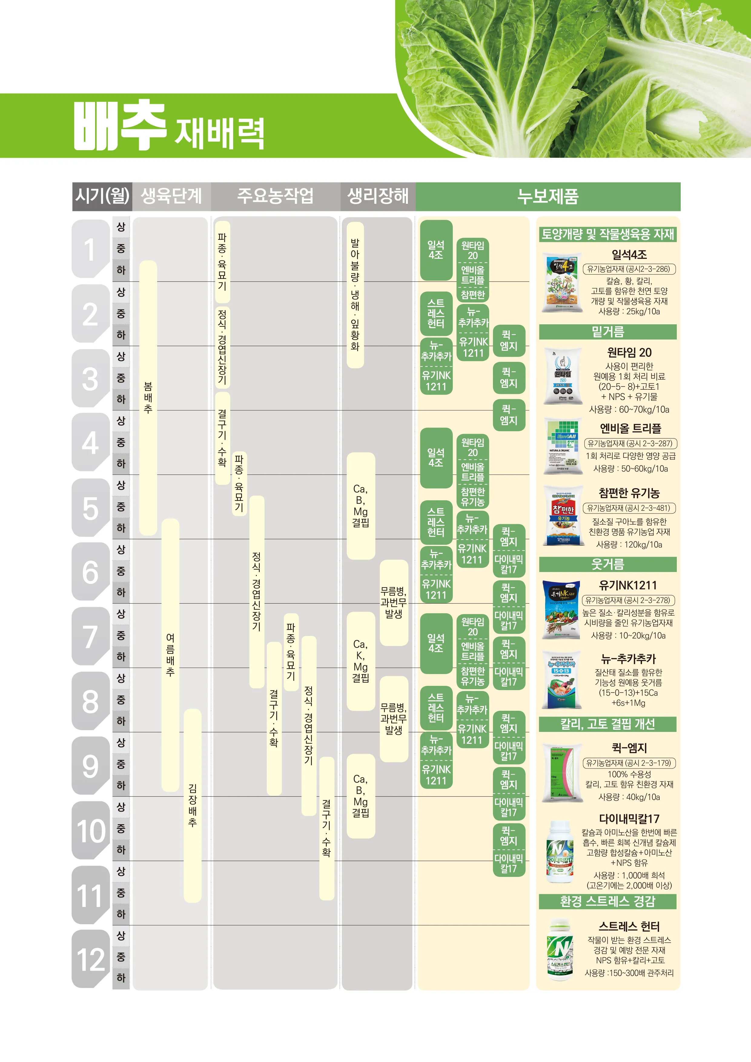 배추 재배 정식 시기 석회 뿌리기 벌레 예방_5
