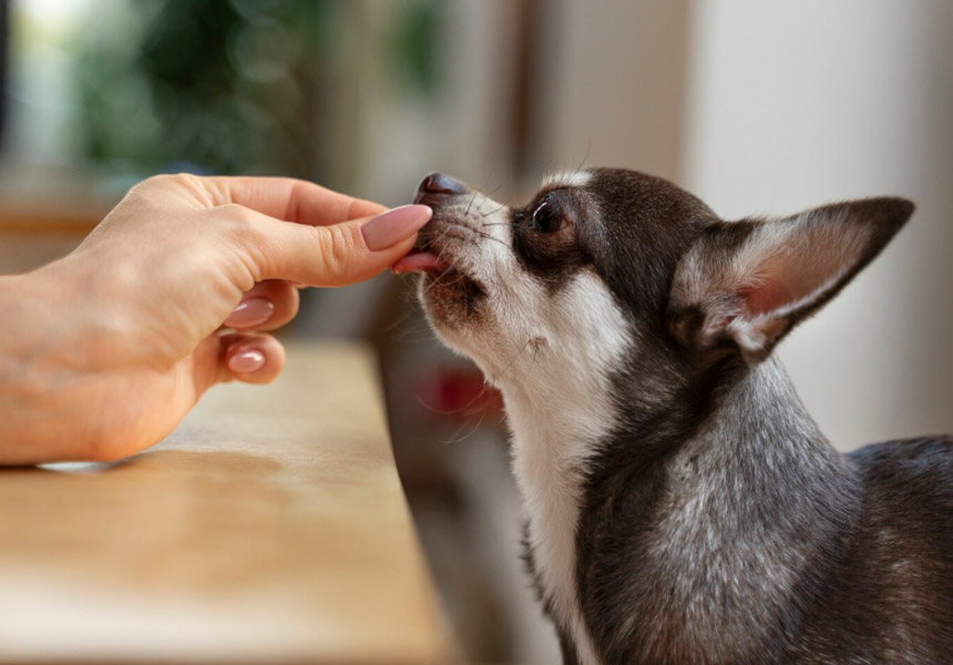 작은 강아지가 주인 손에서 간식을 받아 먹는 따뜻한 순간