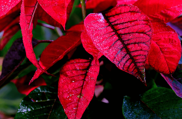 분갈이 제대로 하는 방법, 잎이 큰 식물