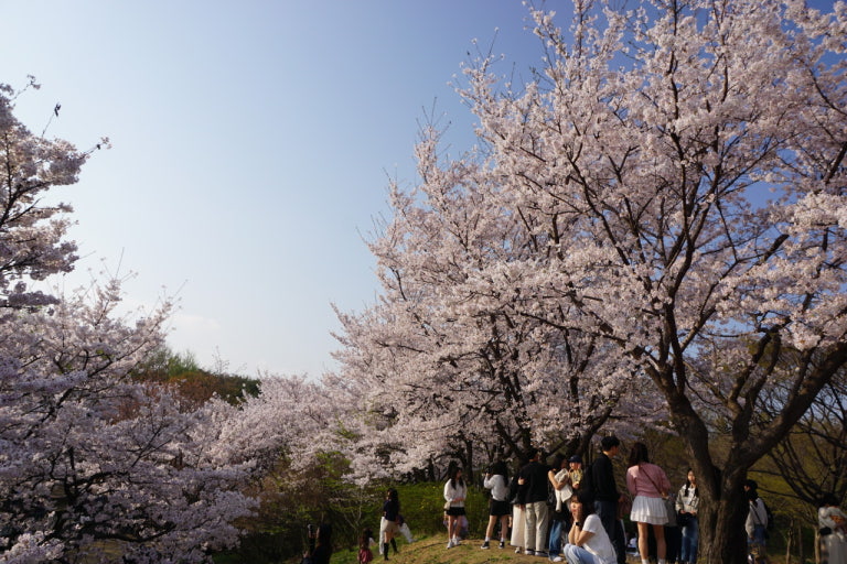 서울 벚꽃 주말 방문