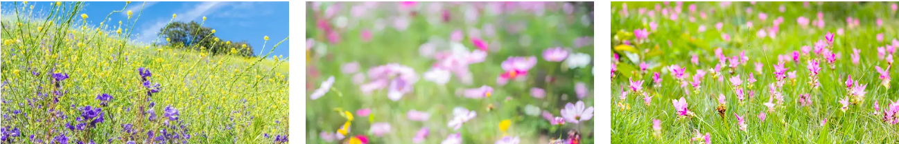 광양 매화마을 꽃사진