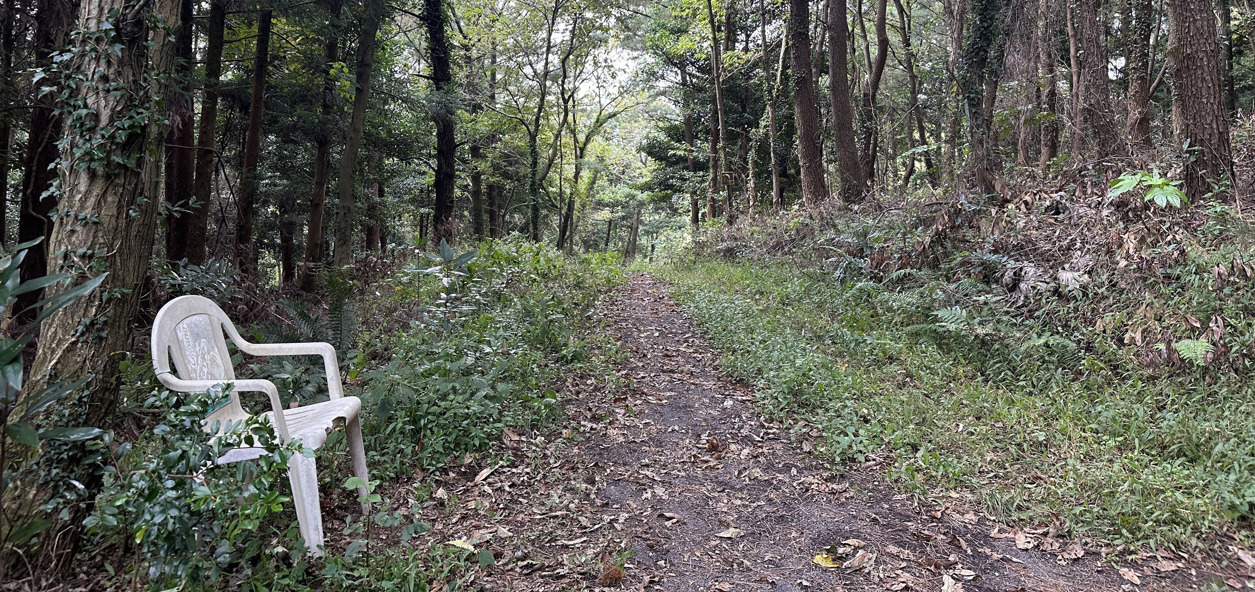 괭이모루 숲길 산책로