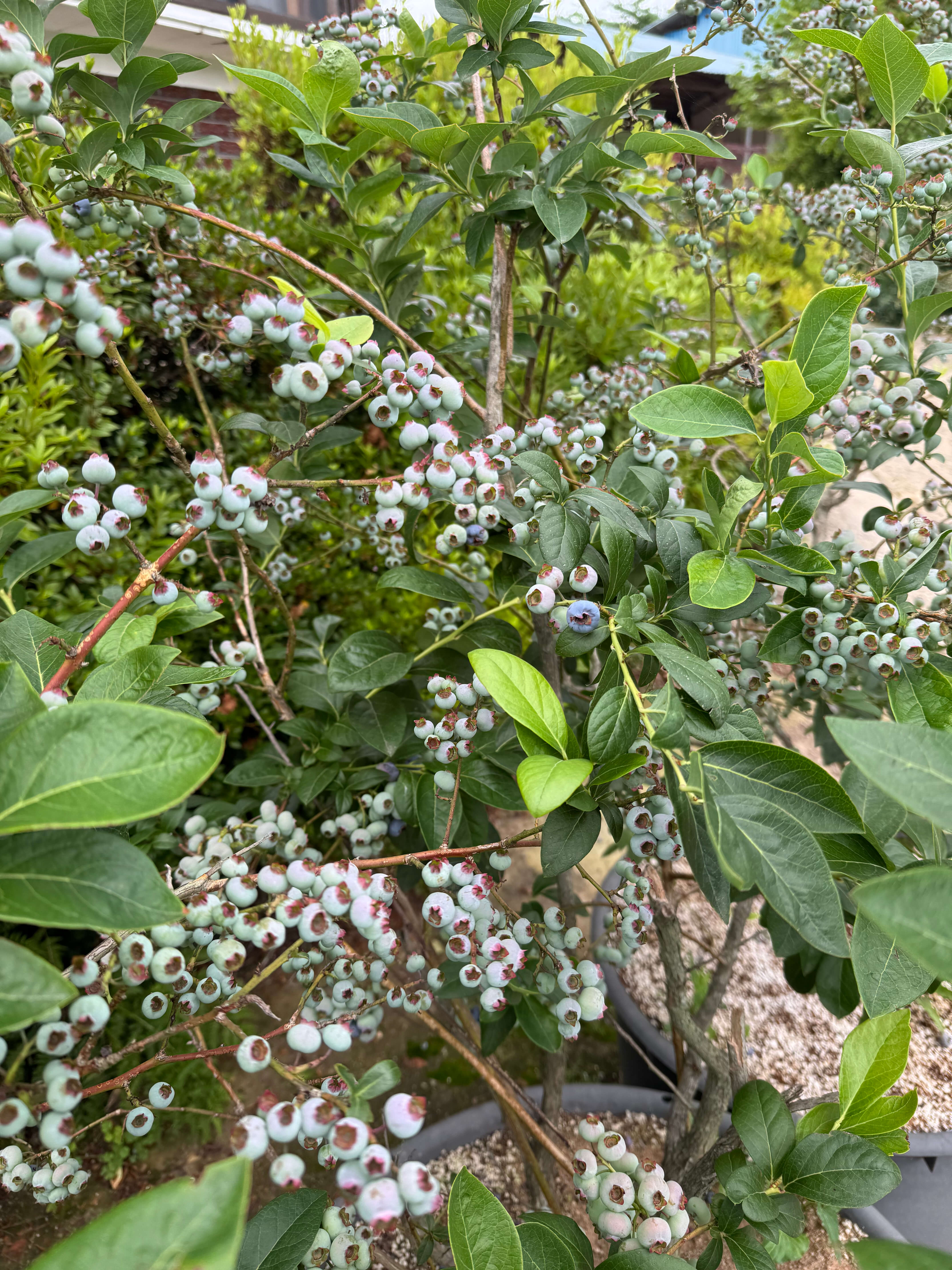블루베리 섭취 권장량 및 부작용