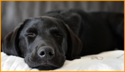 레브라도 리트리버