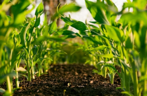 봄철 다이어트 끝판왕 봄동: 영양 성분부터 혈당 조절 돕는 드레싱 레시피 총정리