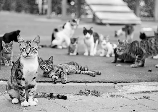 고양이 발정 기간 증상 대처_2