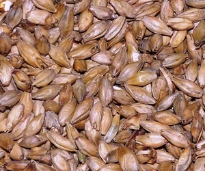 보리 효능 - 떡 먹고 체한데 도움