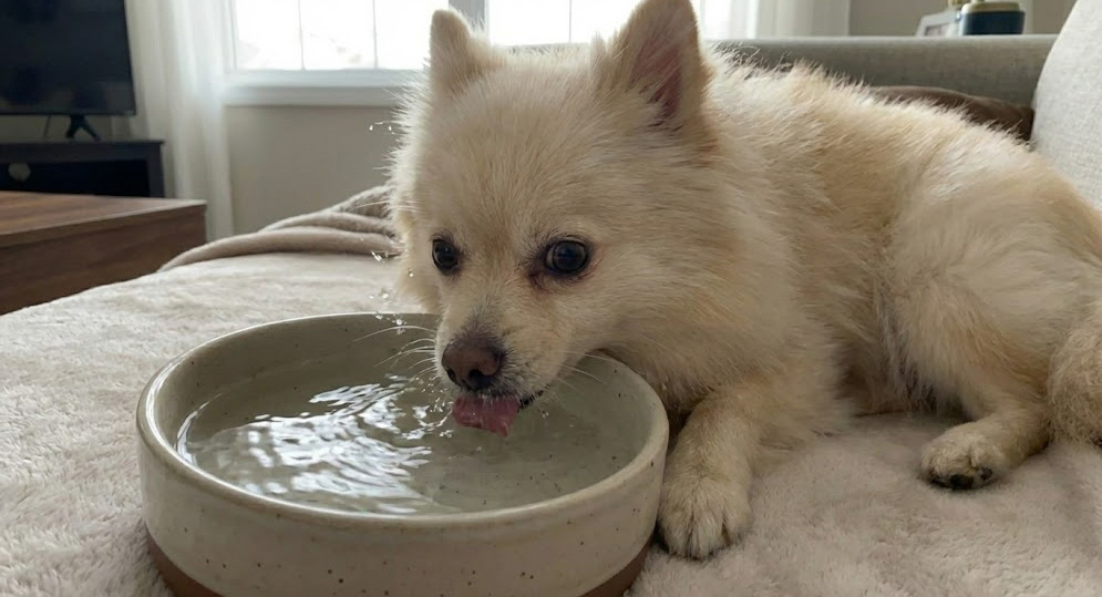 강아지 애디슨병 다음다뇨 현상