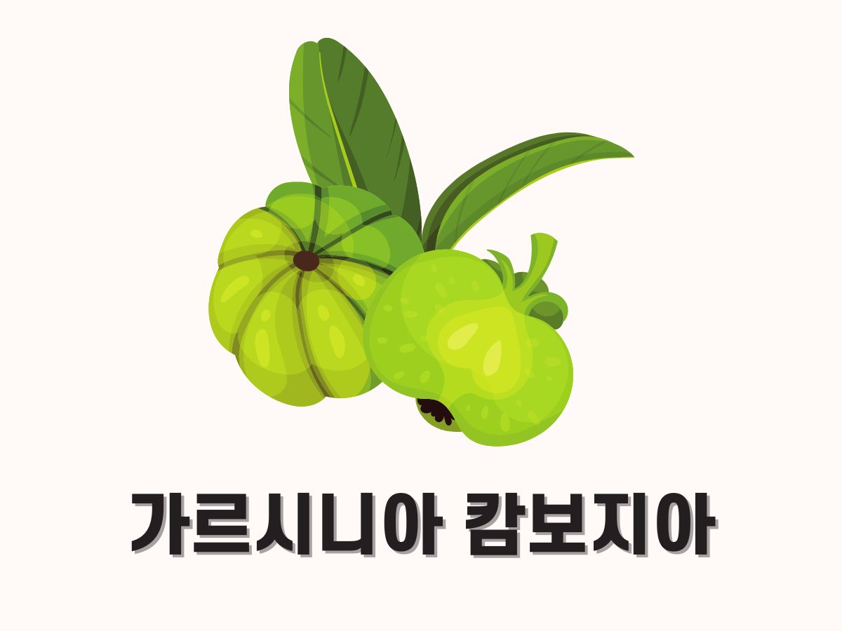 가르시니아 캄보지아 효과 부작용 복용법 (HCA 진실)