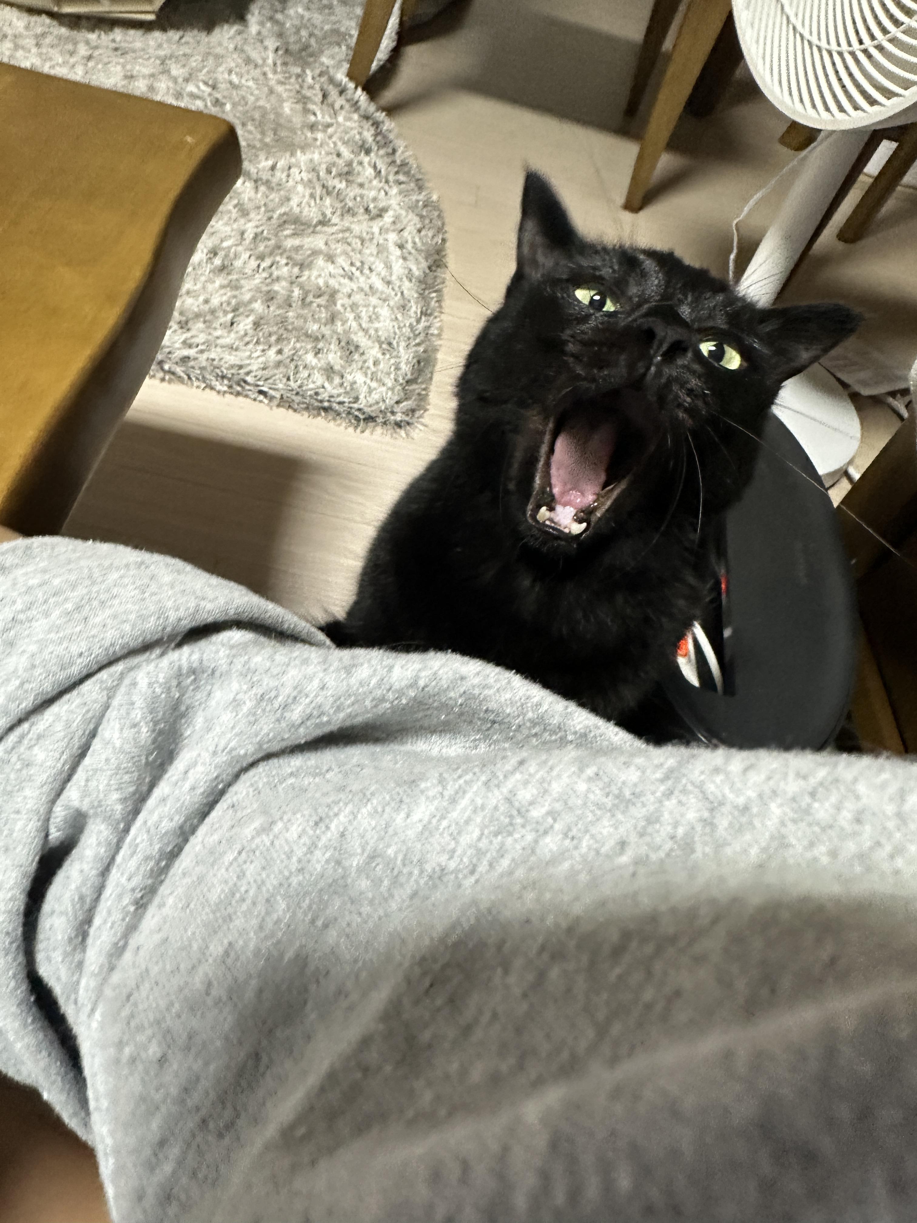 똑똑한 고양이 건이가 엄마한테 관심을 요구하는 방법 (feat. 애교많은 고양이)