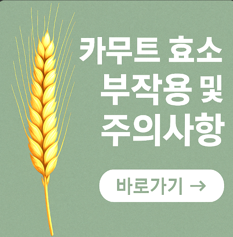 카무트 효소의 부작용 및 올바른 섭취 방법 총정리