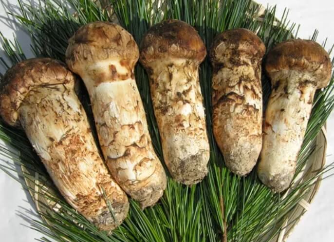 송이버섯, 건강부터 요리까지 다양한 이야기