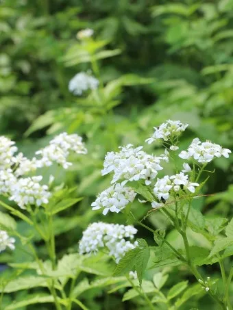 5월의 야생화 백화등 소리쟁이 낮달맞이꽃 알프스민들레_7