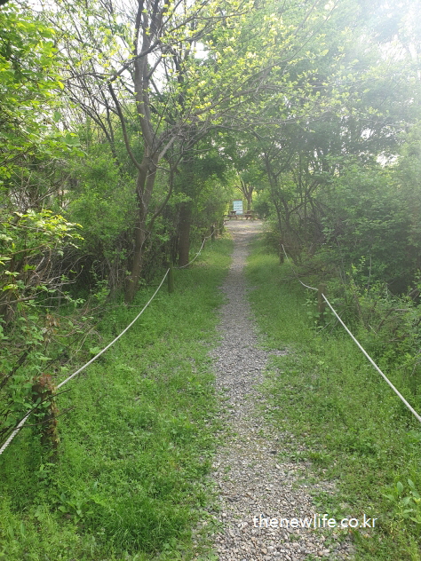 서울 고덕 생태공원의 깊은 숲속 산책길 / Deep forest trail in Godeok Ecological Park, Seoul
