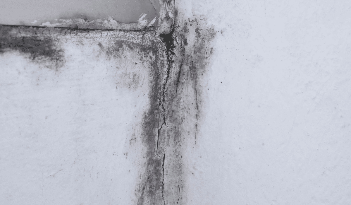 베란다_곰팡이_제거법_9